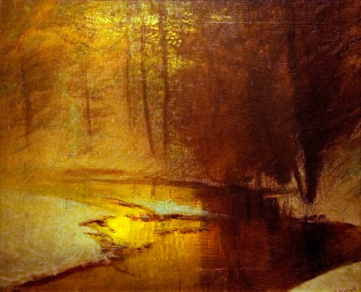 Lumières dorées dans la forêt d