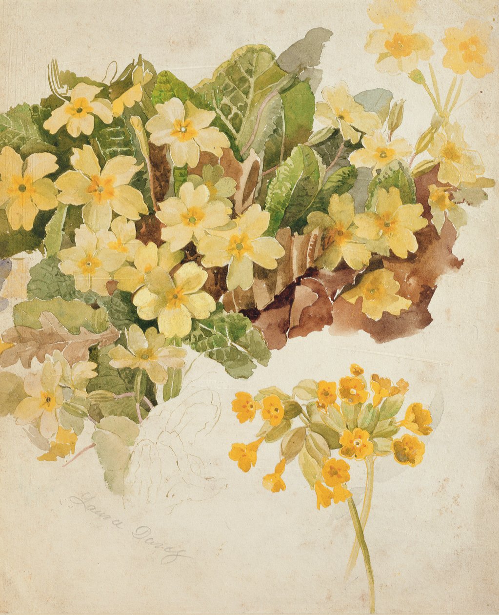 Étude de primevères et de coucous - Laura Darcy Strutt