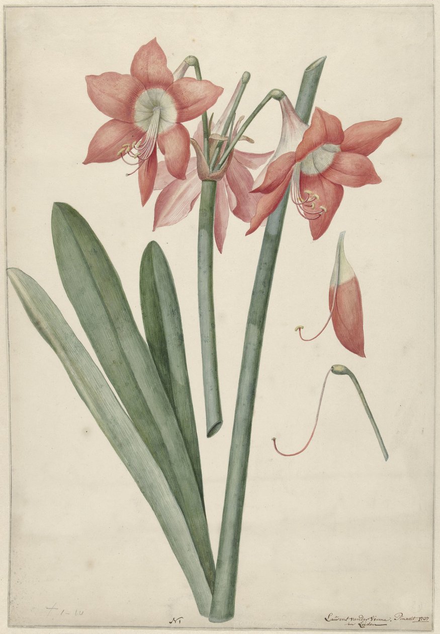 Amaryllis Haworthia Margaritiferas - Laurens Jacobsz. van der Vinne