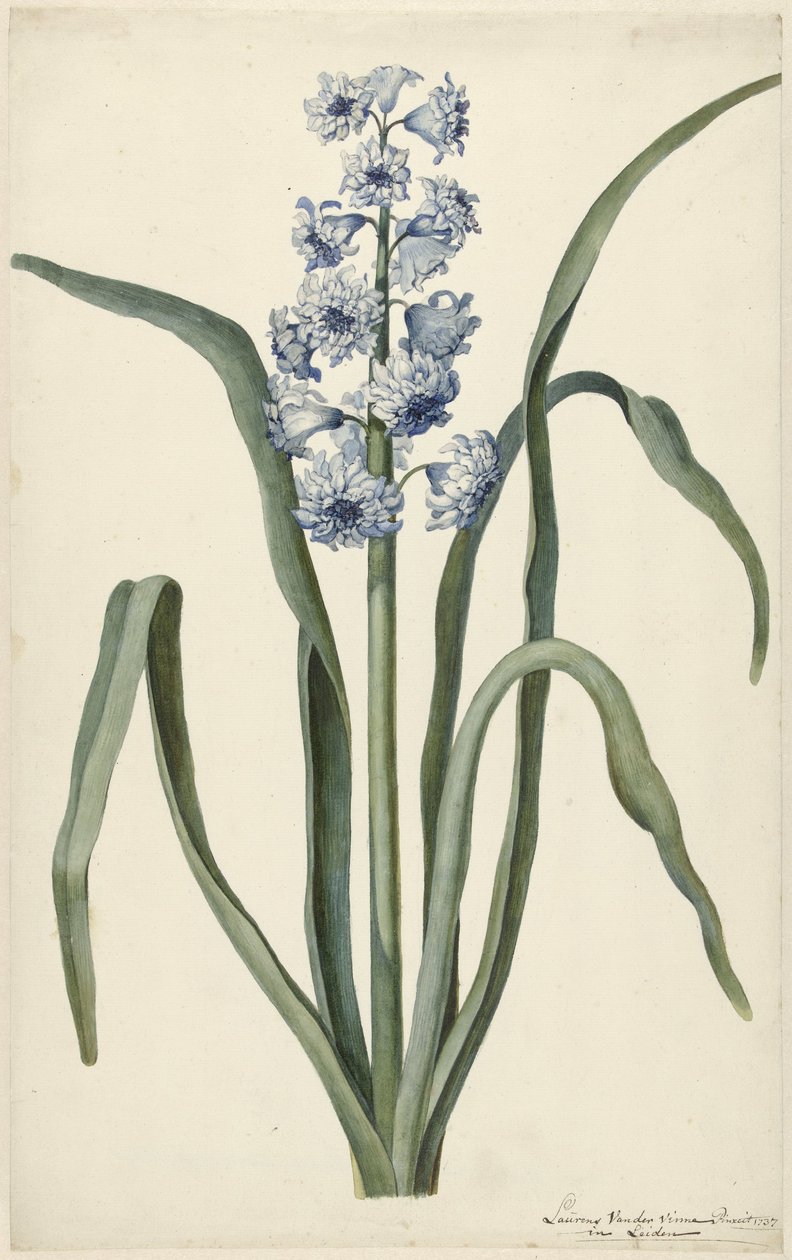 Jacinthe - Laurens Jacobsz. van der Vinne