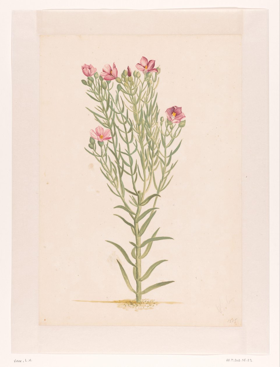 Plante avec fleurs roses - Laurens Vincentsz. van der Vinne