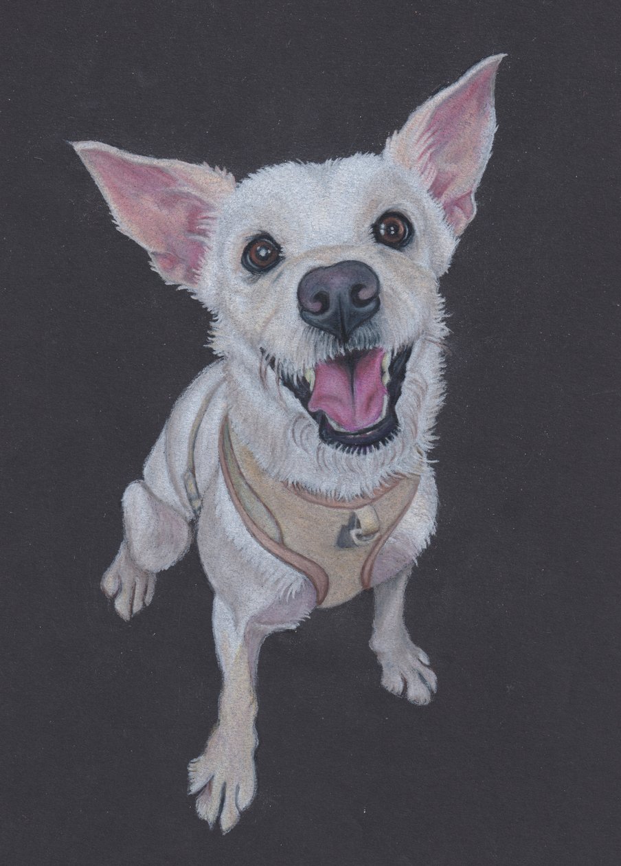 Fluffy , 2025 (crayon de couleur sur papier teinté) - Laurie Michaels