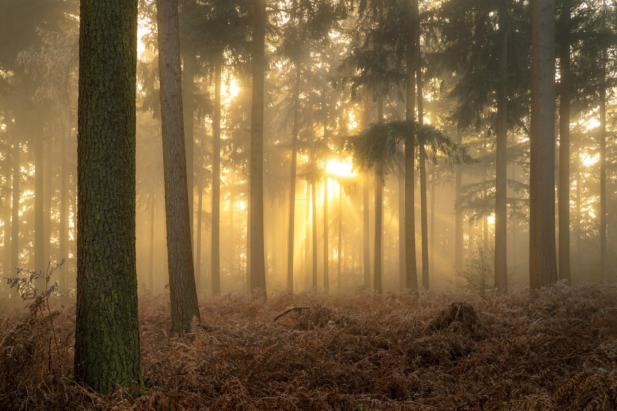Cendres de brume, 2023 (photo) - Lee Cooper
