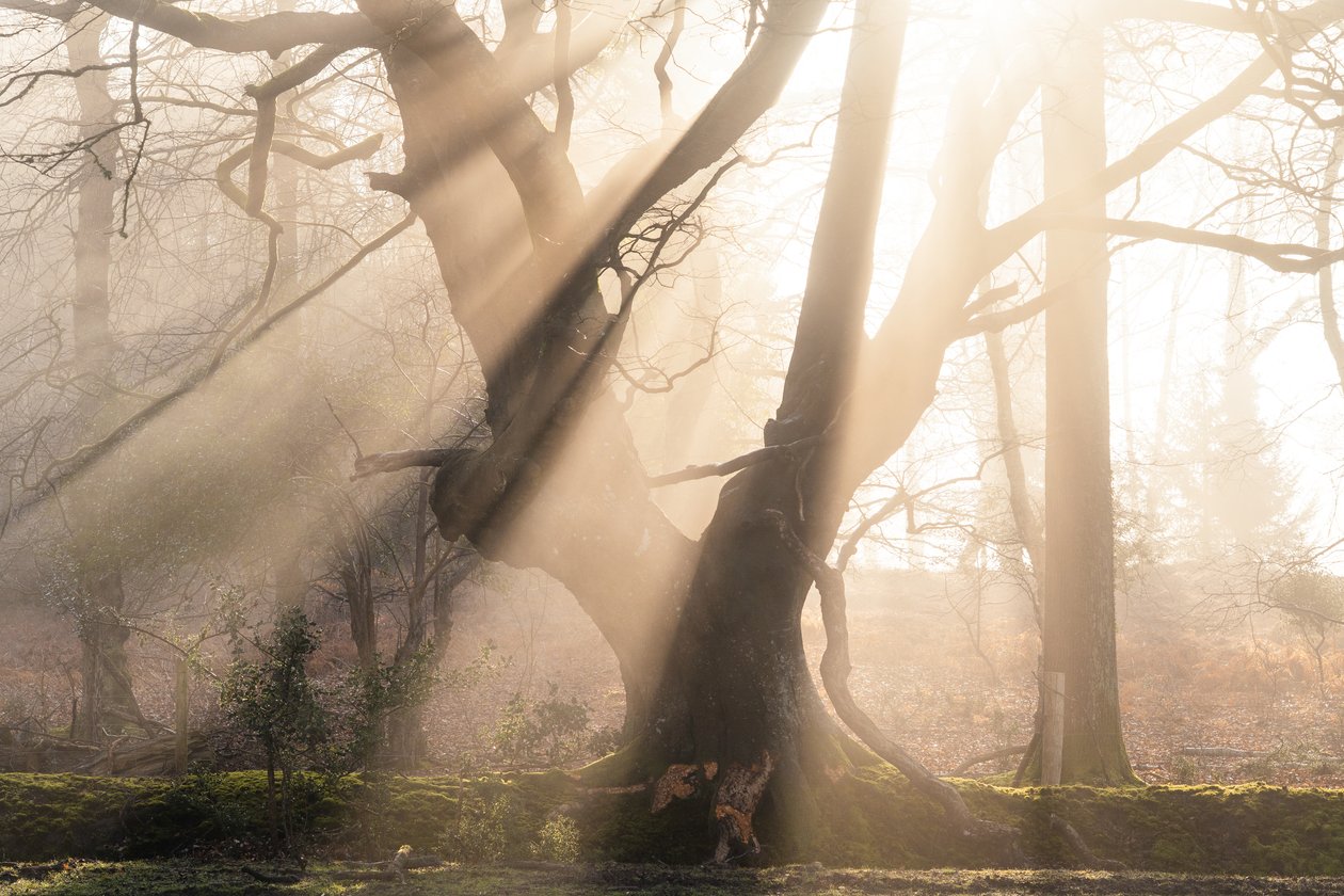 Beautiful Beams, 2025 (photo) - Lee Cooper