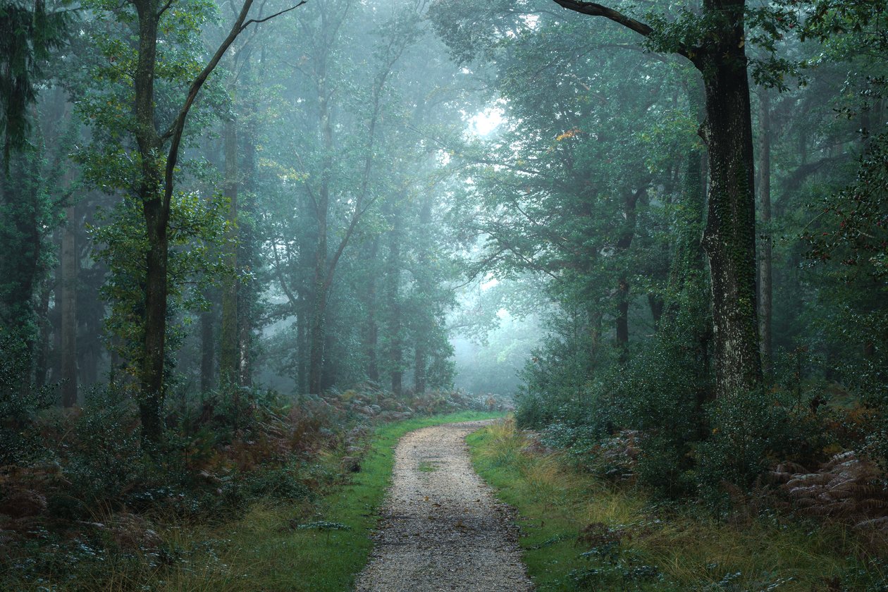 Entre les branches, 2023 (photo) - Lee Cooper