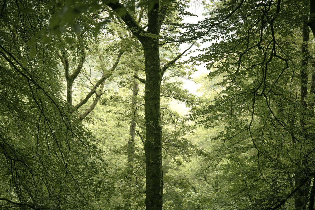 Branchline, 2024 (photo) - Lee Cooper