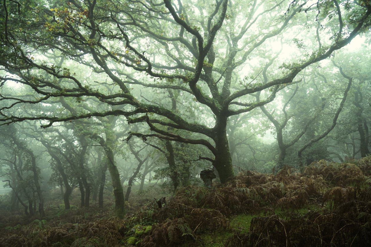 Canopy, 2024 (photo) - Lee Cooper