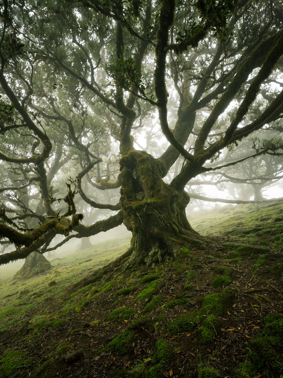 Canopy II, 2025 (photo) - Lee Cooper