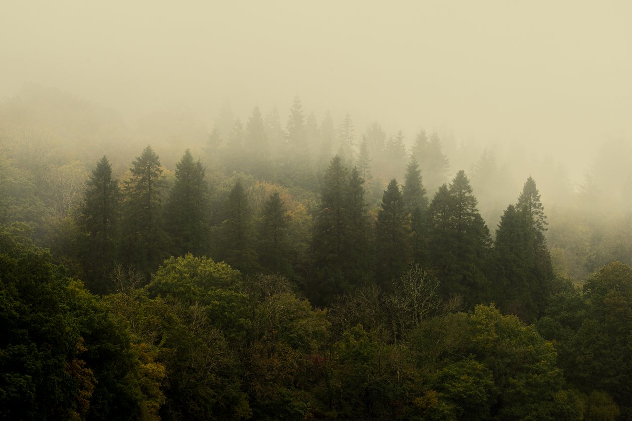 Forêt de nuages, 2024 (photo) - Lee Cooper