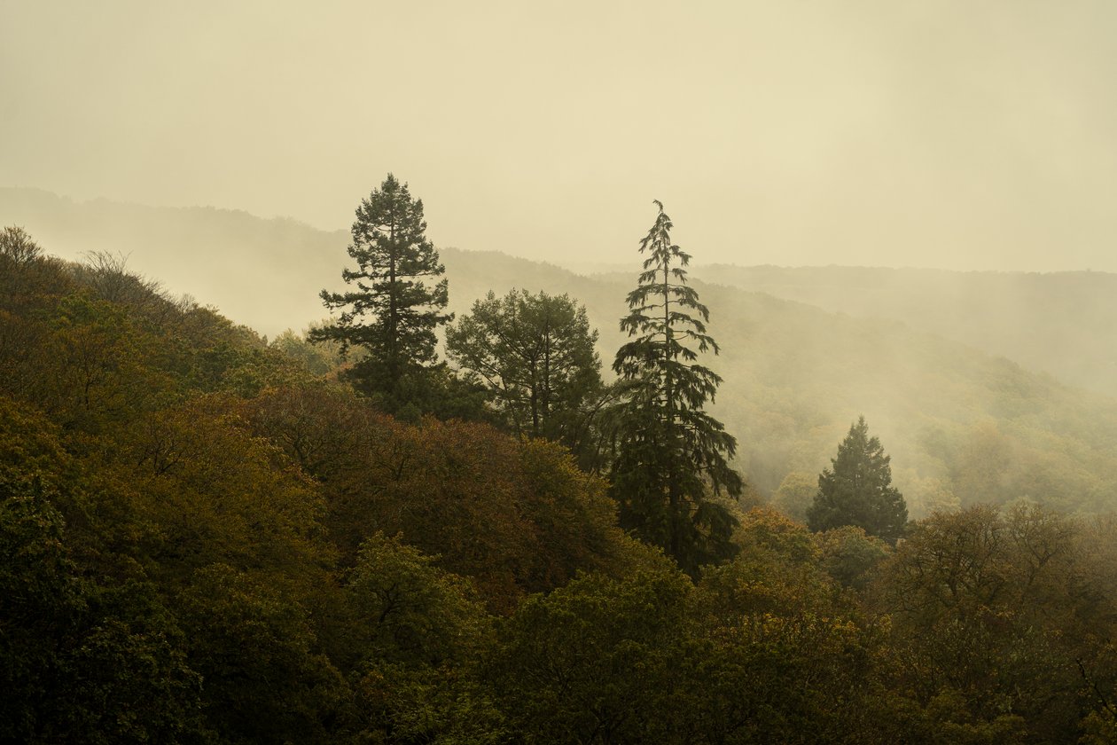 Cloud Forest III, 2024 (photo) - Lee Cooper