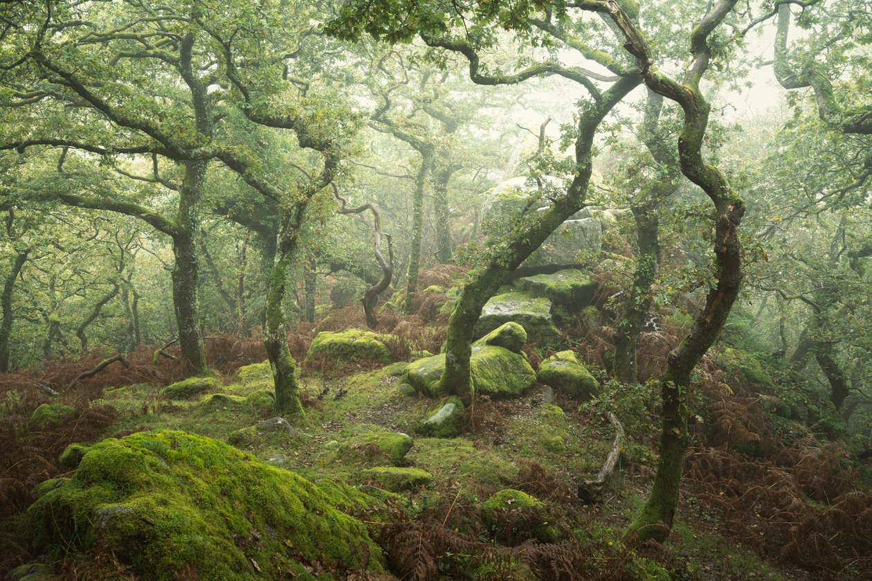 Dewerstone, 2024 (photo) - Lee Cooper