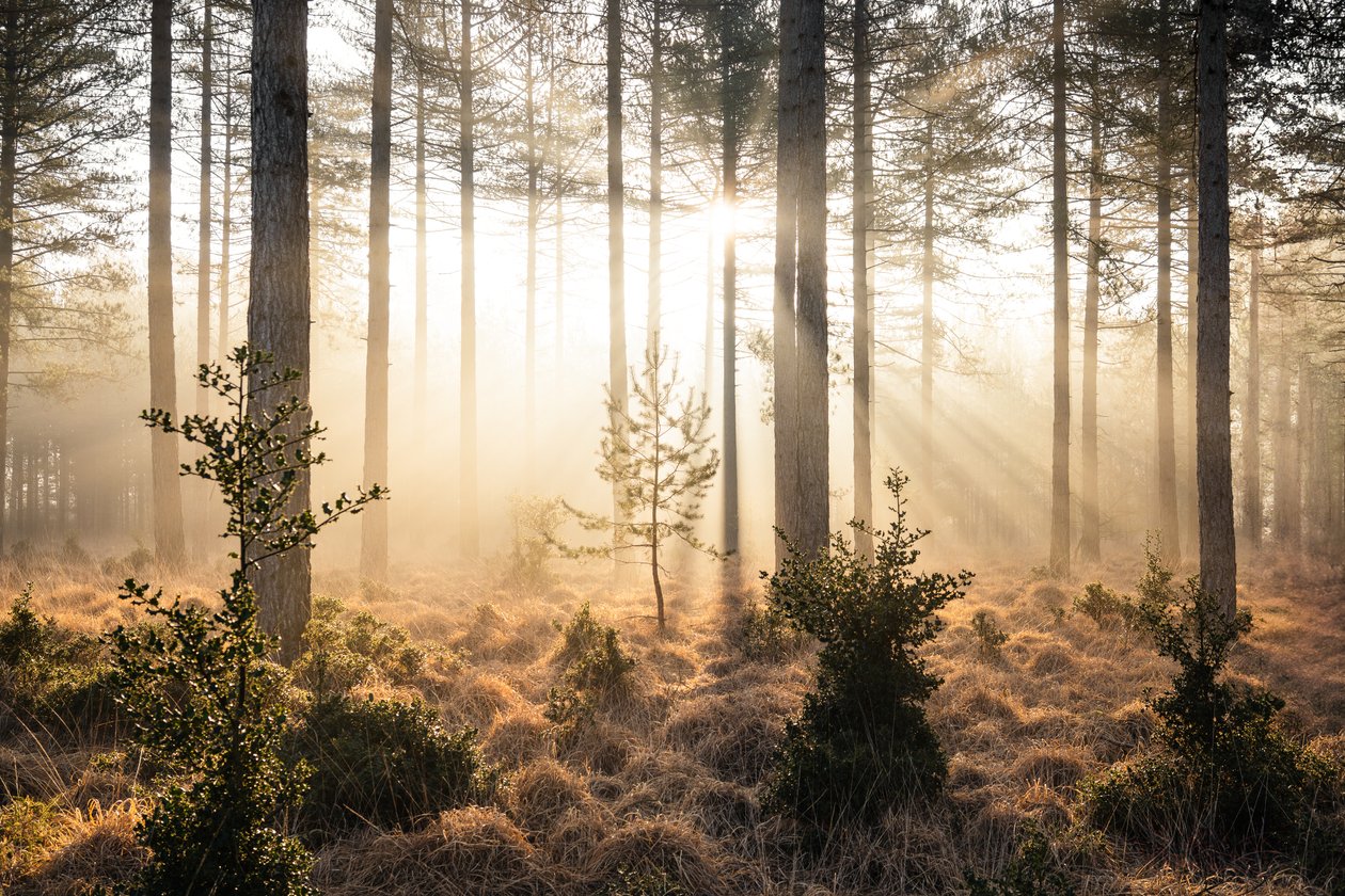 Emberwood, 2023 (photo) - Lee Cooper