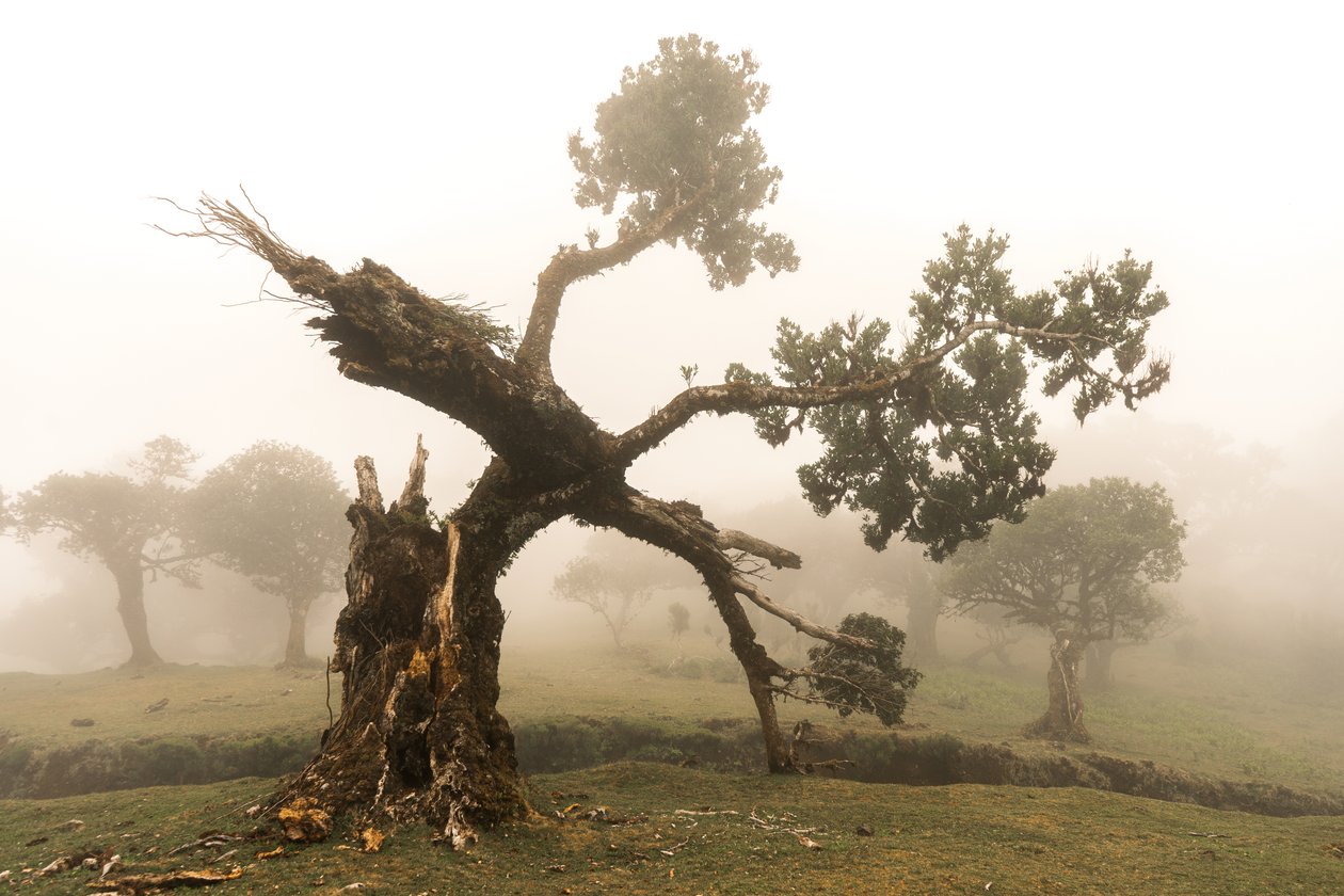 Fogborn, 2023 (photo) - Lee Cooper
