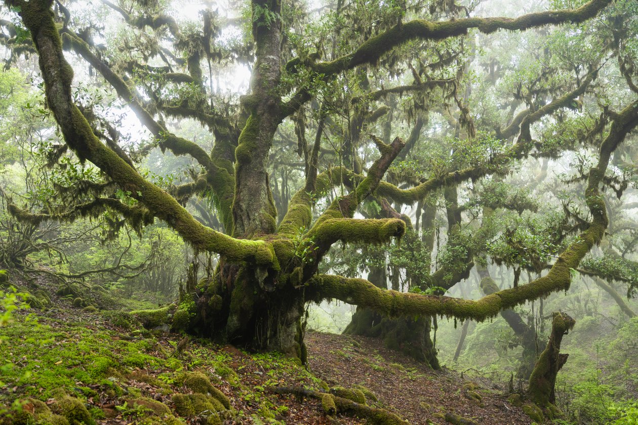 Forgotten Land III, 2025 (photo) - Lee Cooper