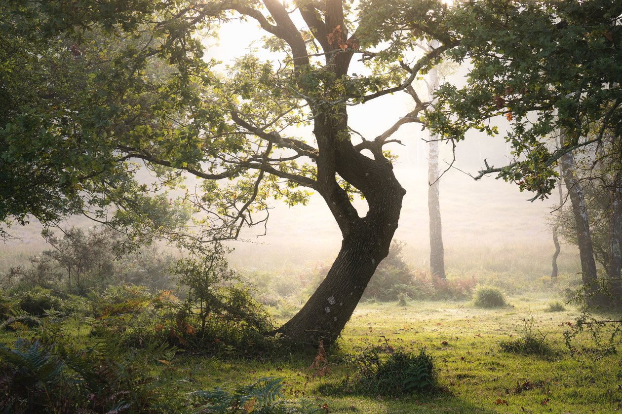 Rainroot, 2023 (photo) - Lee Cooper