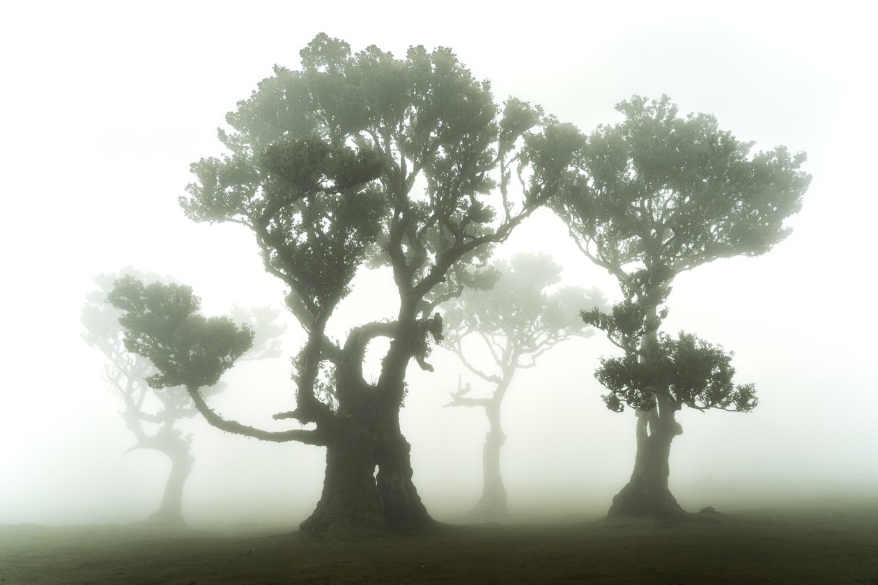 La forêt demeure, 2023 (photo) - Lee Cooper