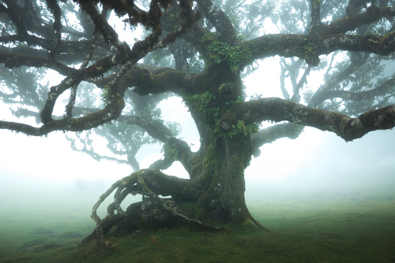 La forêt reste IIII, 2023 (photo) - Lee Cooper