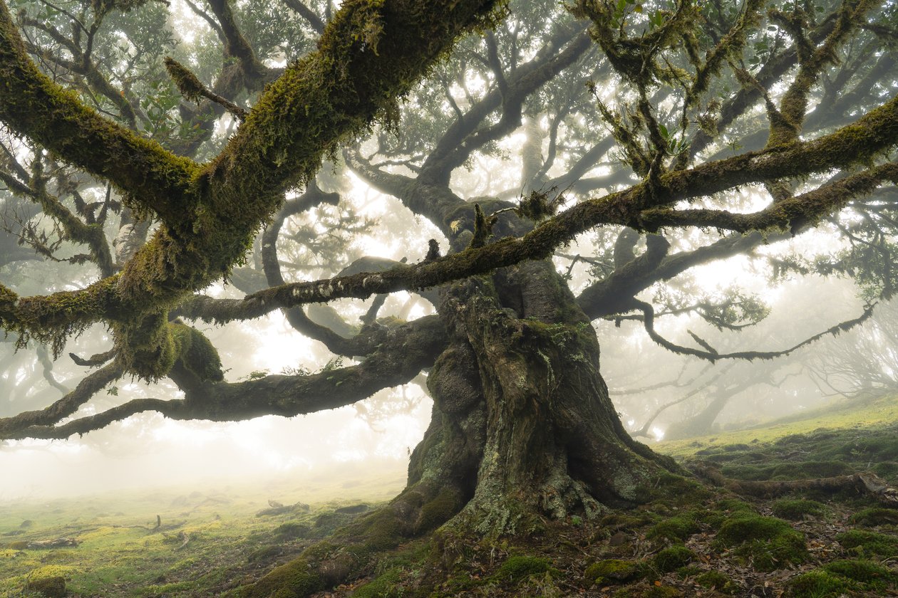 Les vestiges de la forêt II, 2023 (photo) - Lee Cooper
