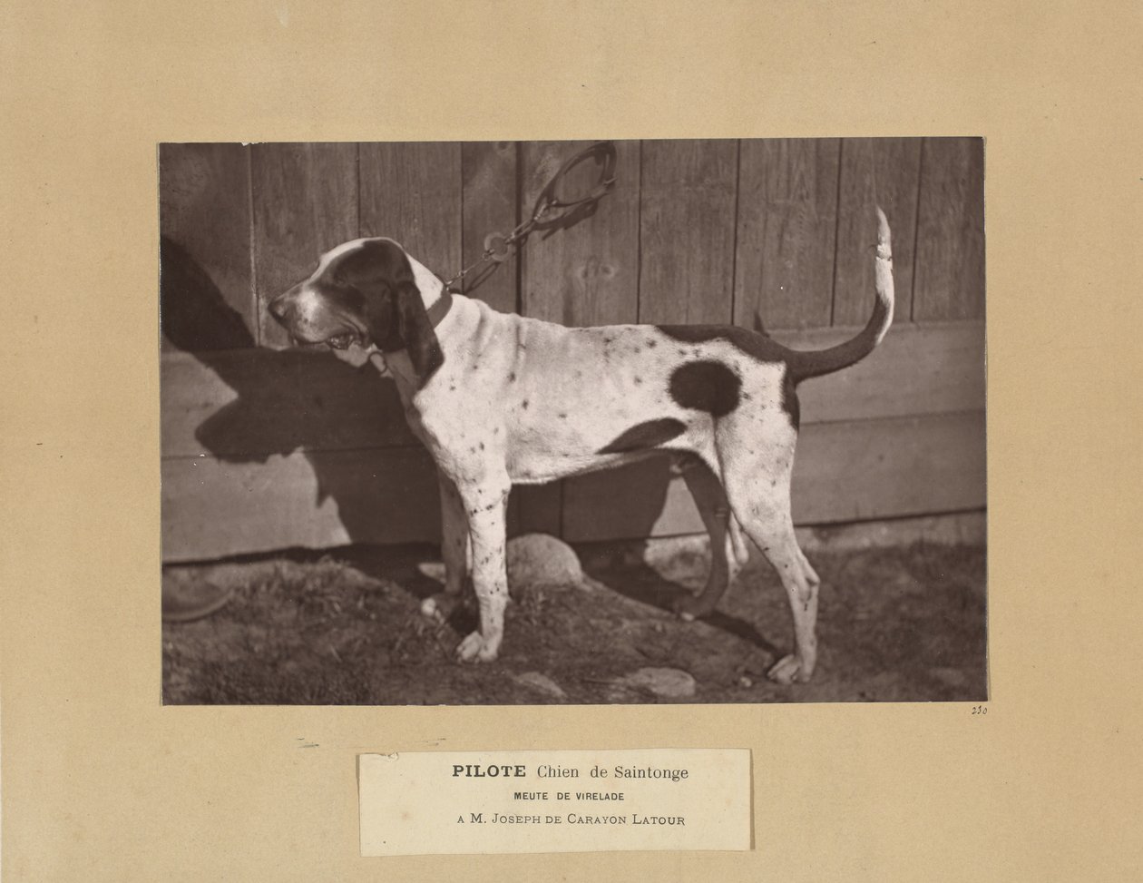 Pilote, Chien de Saintonge, Meute de Virelade, A.M. Joseph de Carayon Latour - Leon Cremiere