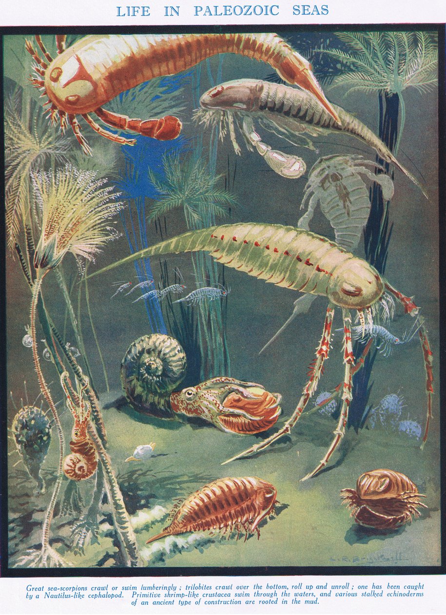 La Vie dans les mers paléozoïques, illustration de 