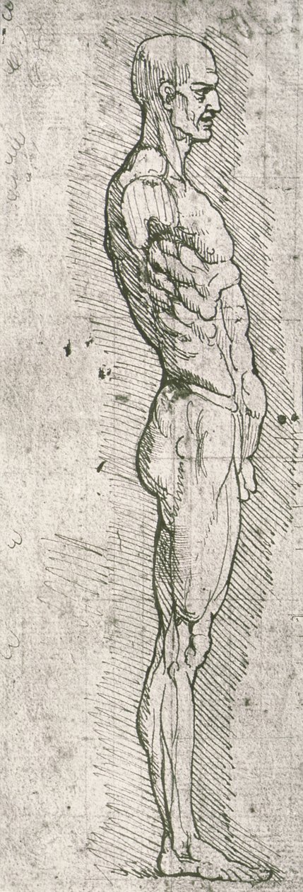 Étude anatomique - Leonardo da Vinci