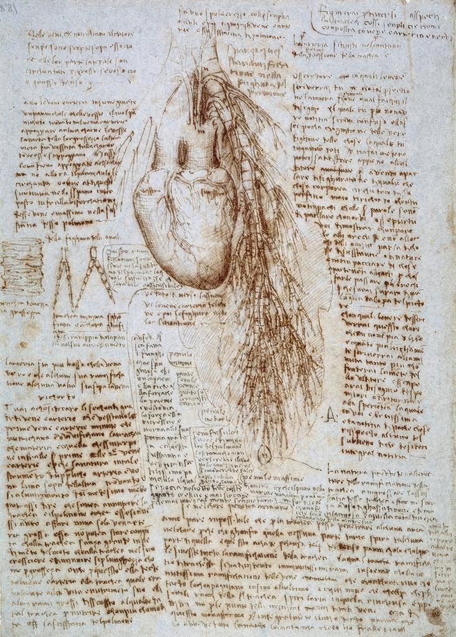 Étude anatomique: Le cœur et les vaisseaux sanguins environnants avec les poumons - Leonardo da Vinci