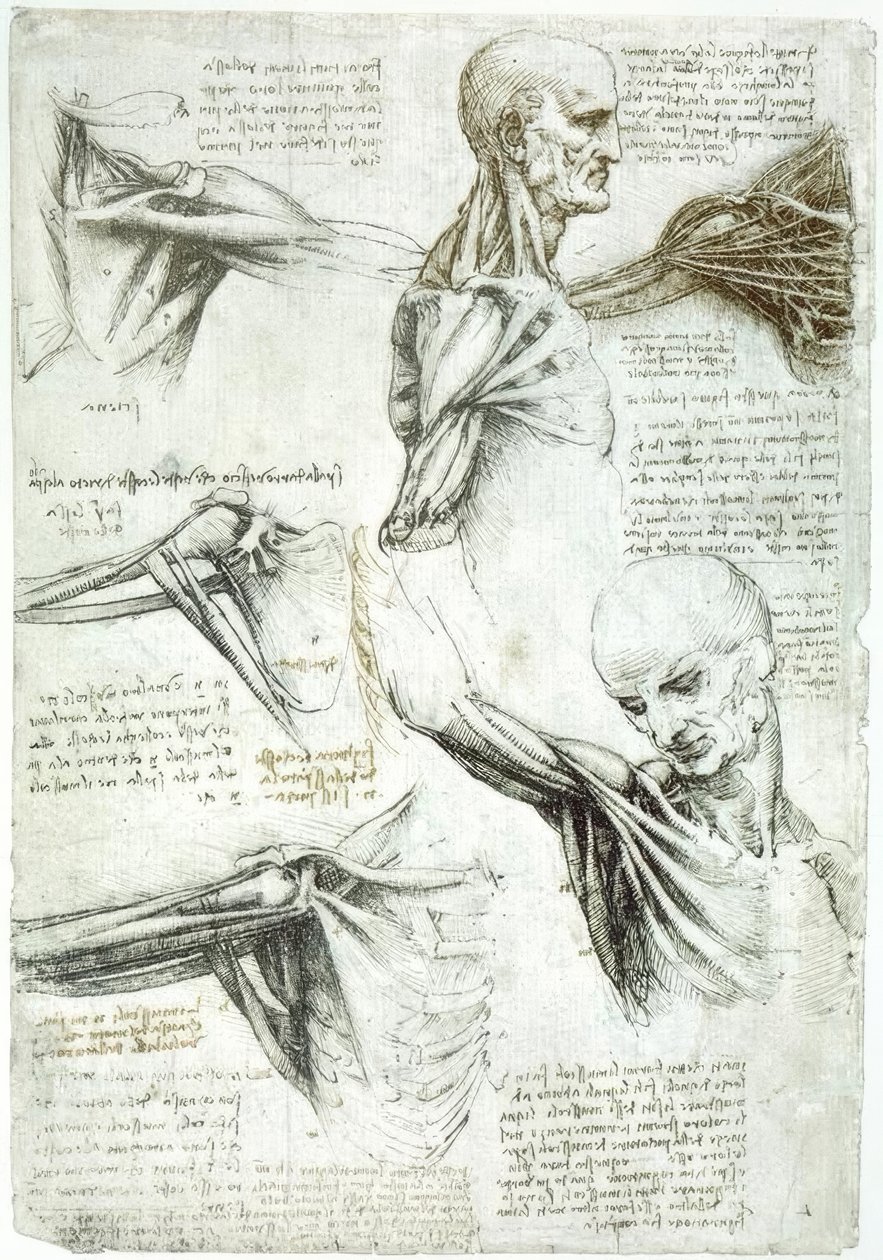 Études anatomiques - Leonardo da Vinci