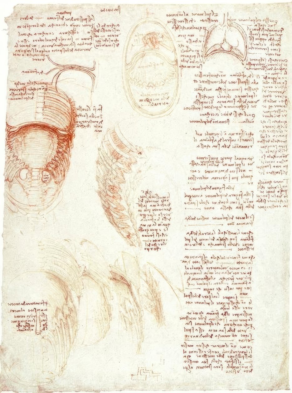 Études anatomiques : cage thoracique et diaphragme - Leonardo da Vinci
