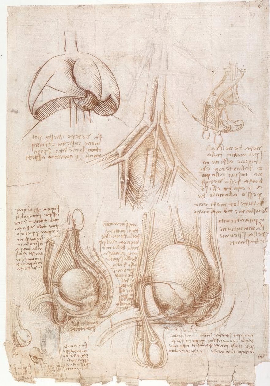 Études anatomiques : Poumons, Vessie... - Leonardo da Vinci