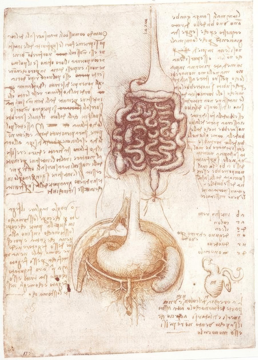 Études anatomiques : Appareil digestif - Leonardo da Vinci