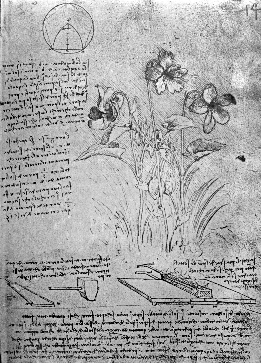 Études de violettes (Viola odorata et Viola canina), fol. 14r du Manuscrit B, c.1487-90 - Leonardo da Vinci
