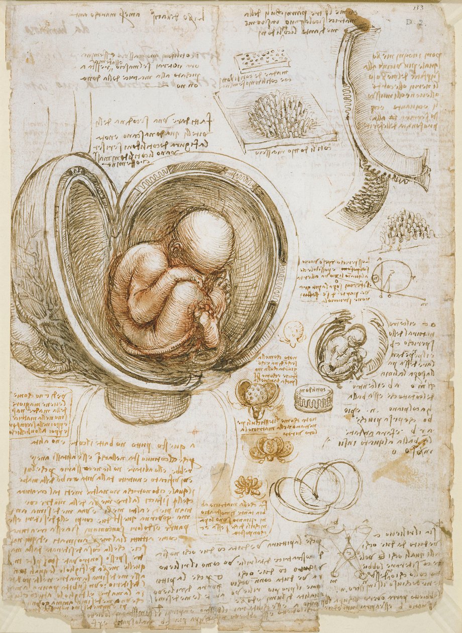 Études du fœtus dans l