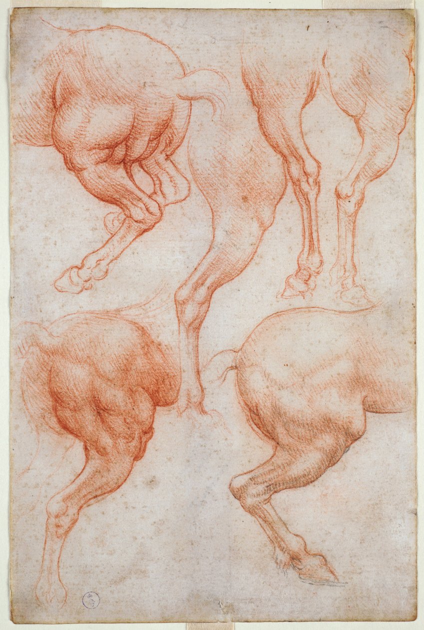 Études des membres postérieurs du cheval, vers 1508 - Leonardo da Vinci