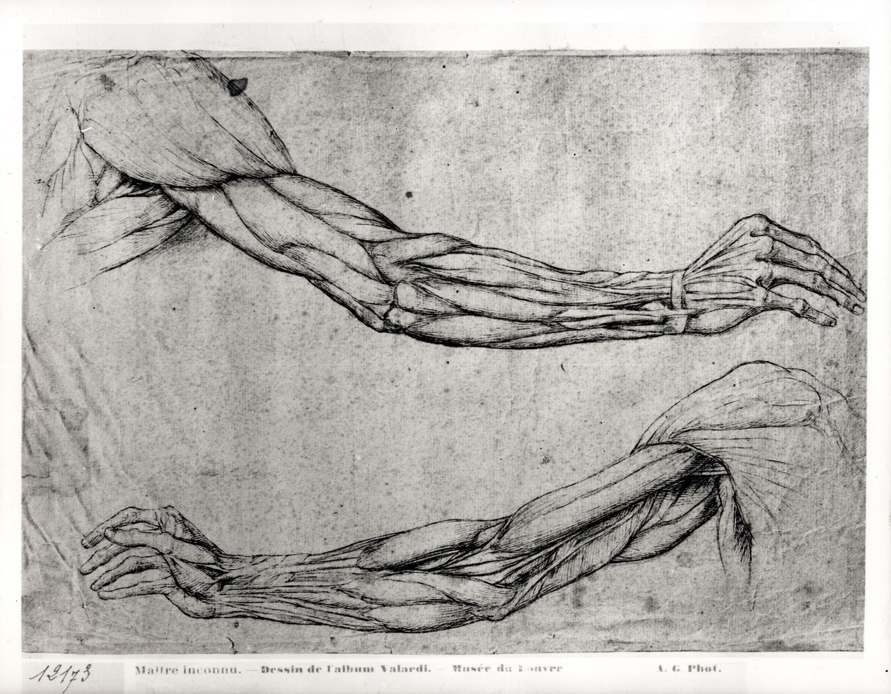 Étude des bras - Leonardo da Vinci