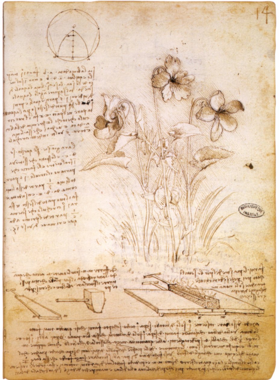 Figures géométriques et dessin botanique - Leonardo da Vinci