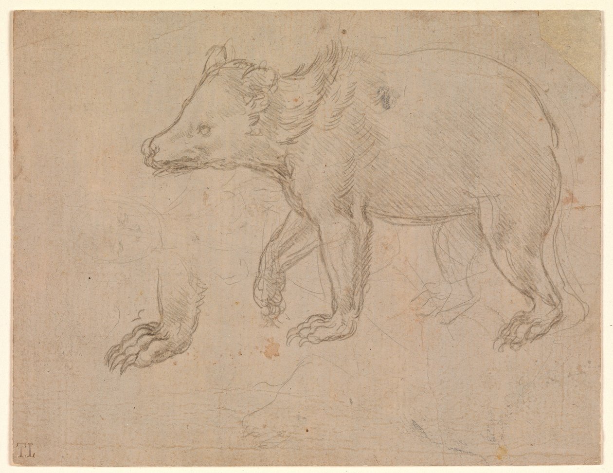 Un ours qui marche - Leonardo da Vinci