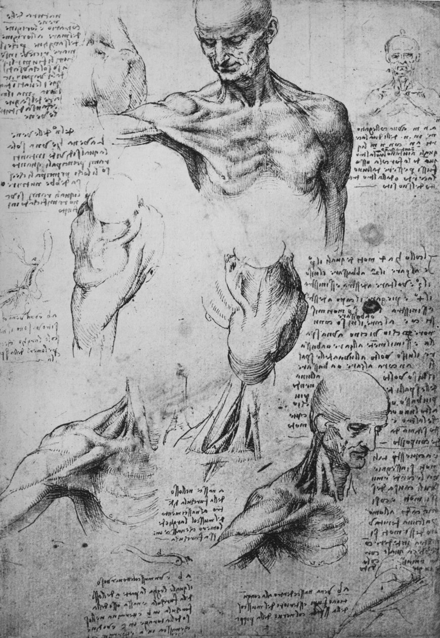 Dessins anatomiques du cou et des épaules d