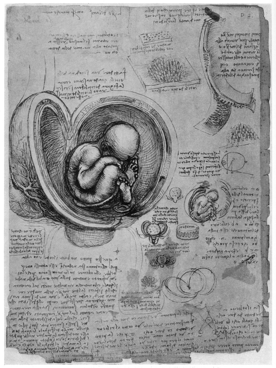 Croquis anatomique d