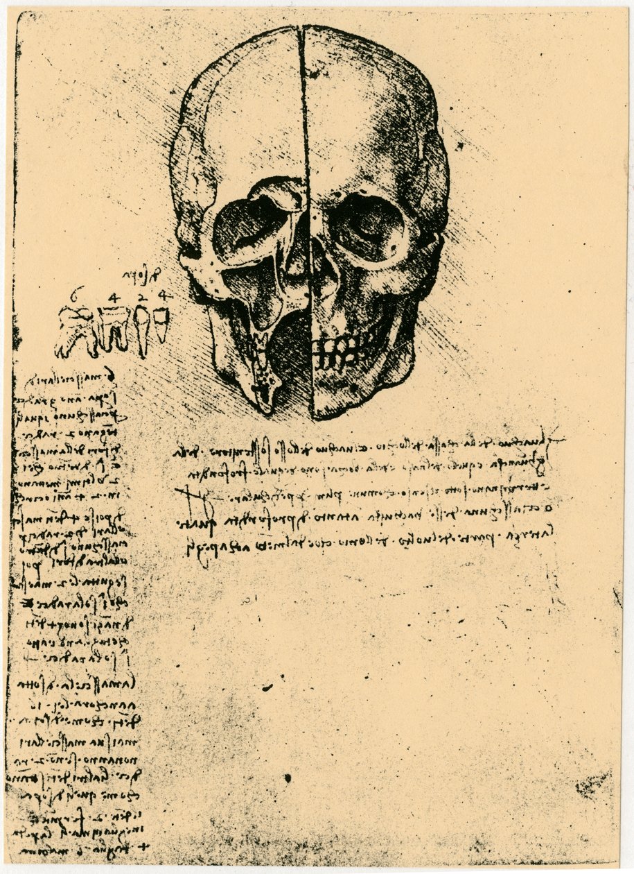 Croquis anatomique d