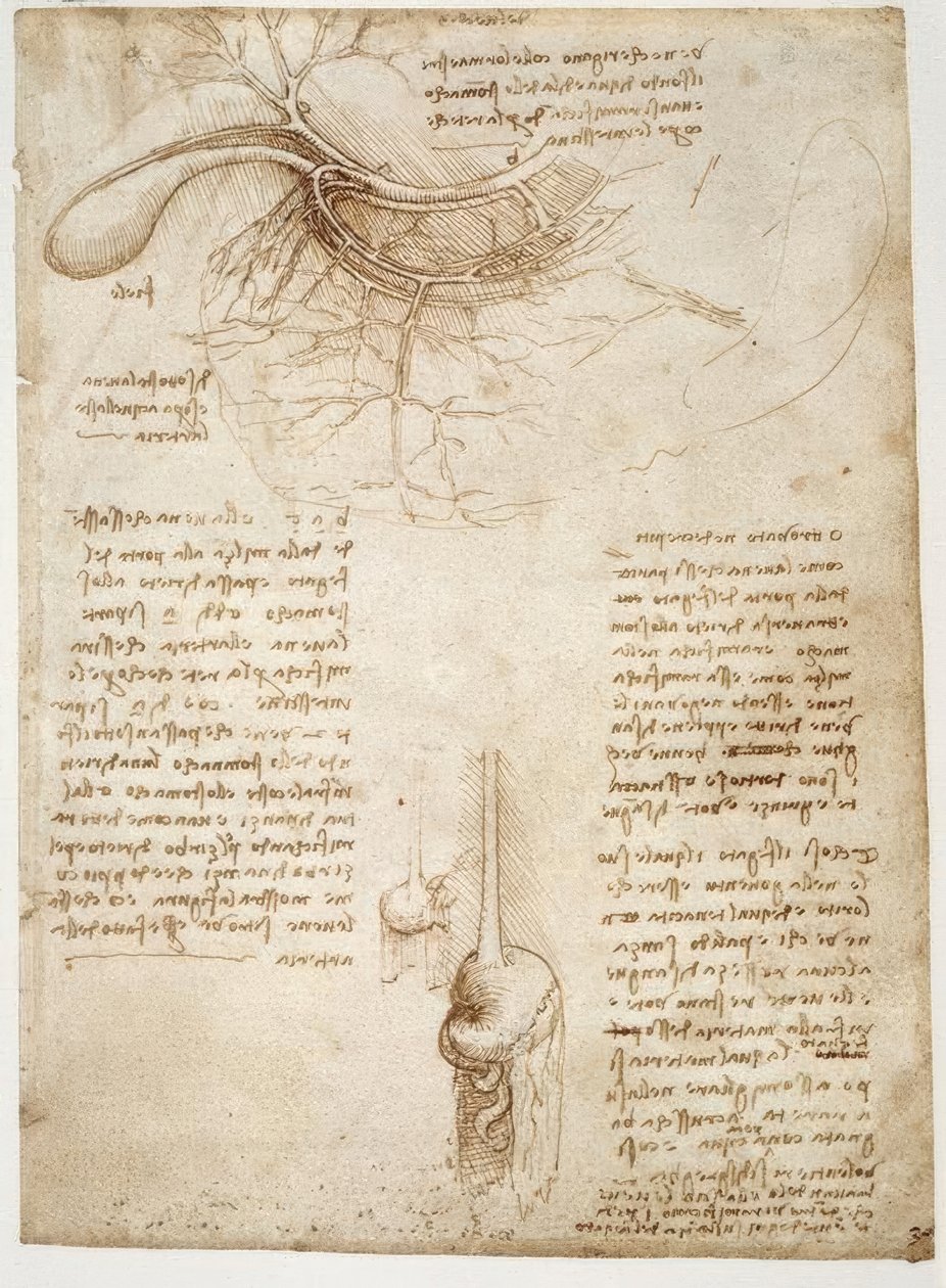 Études anatomiques - Leonardo da Vinci