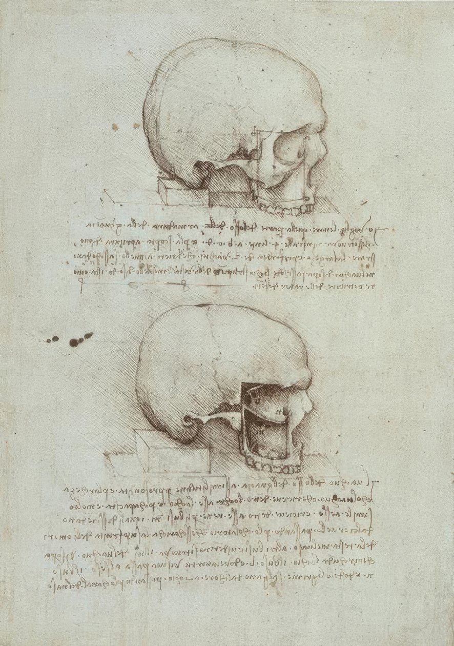 Études anatomiques - Leonardo da Vinci