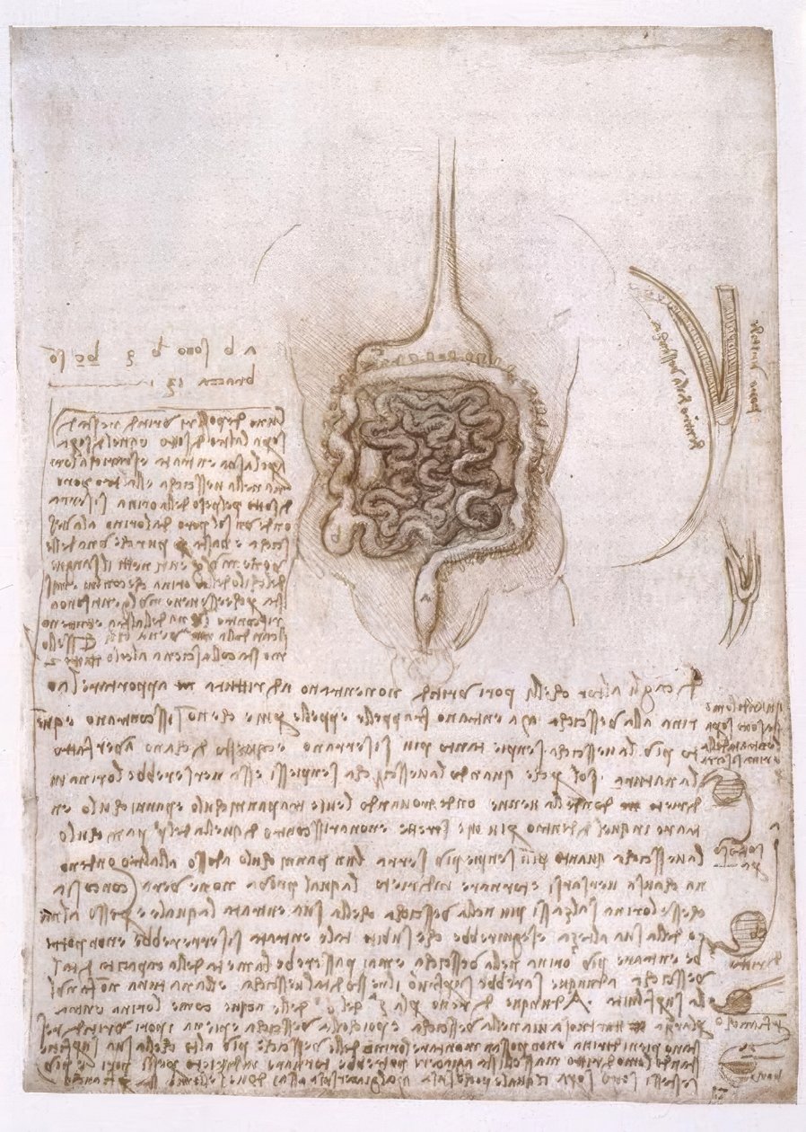 Études anatomiques - Leonardo da Vinci