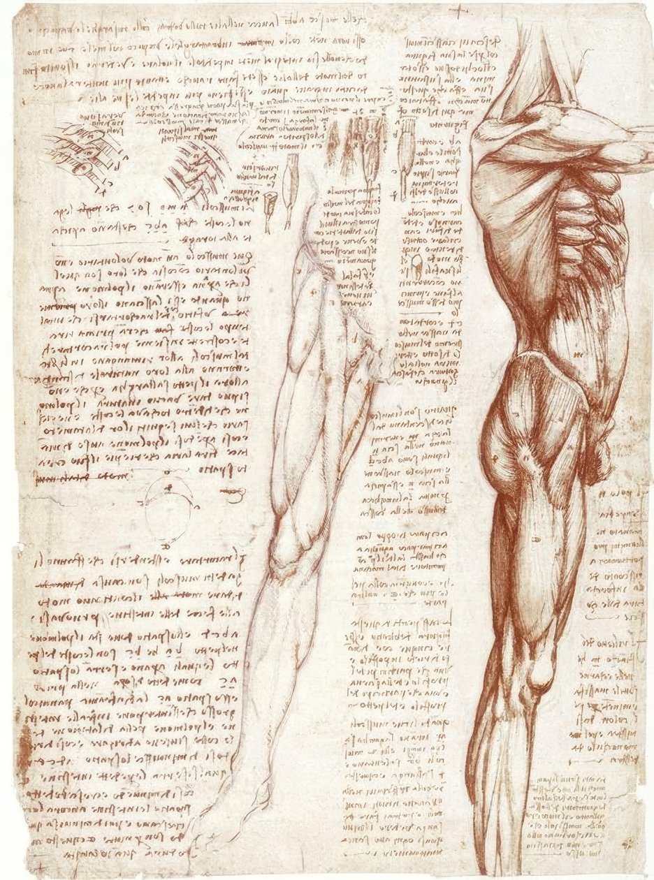 Études anatomiques : La musculature du tronc et des jambes - Leonardo da Vinci