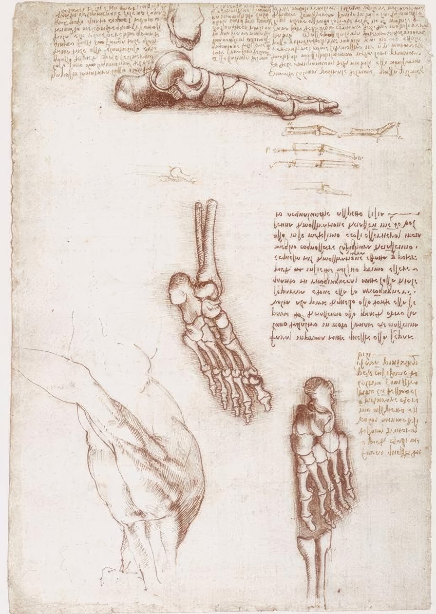 Études anatomiques : Anatomie superficielle de l
