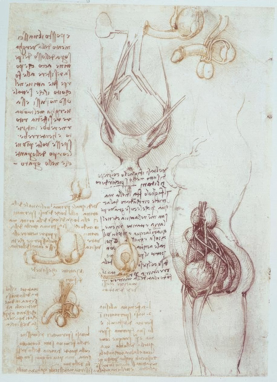 Études anatomiques : représentations comparatives des organes génitaux masculins et féminins - Leonardo da Vinci