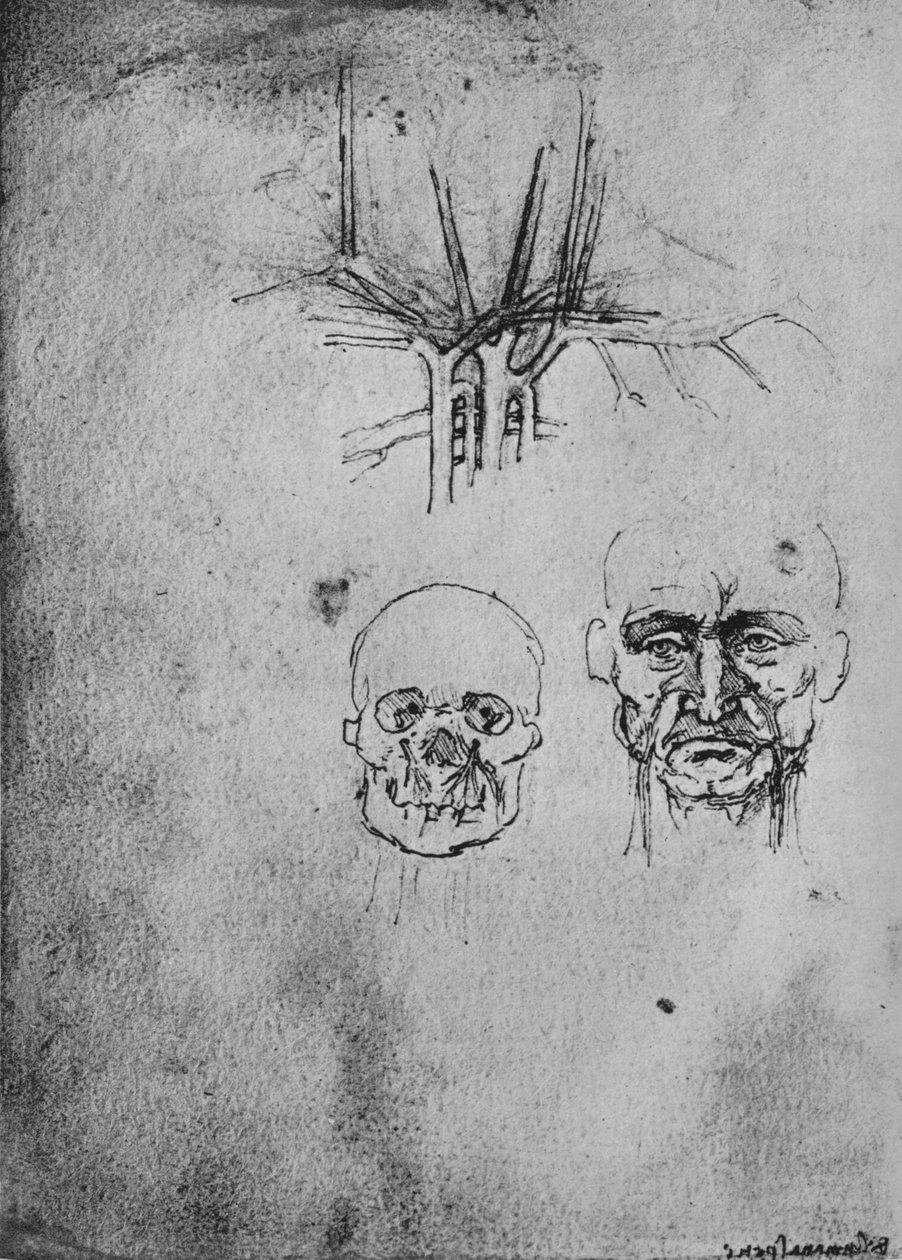 Dessin montrant la position des vaisseaux sanguins dans le cou et le visage, vers 1480 1945 - Leonardo da Vinci