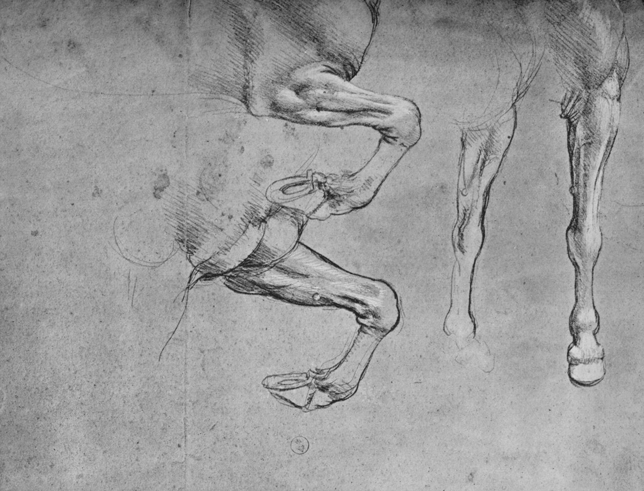 Quatre études de jambes de chevaux, vers 1480 - Leonardo da Vinci