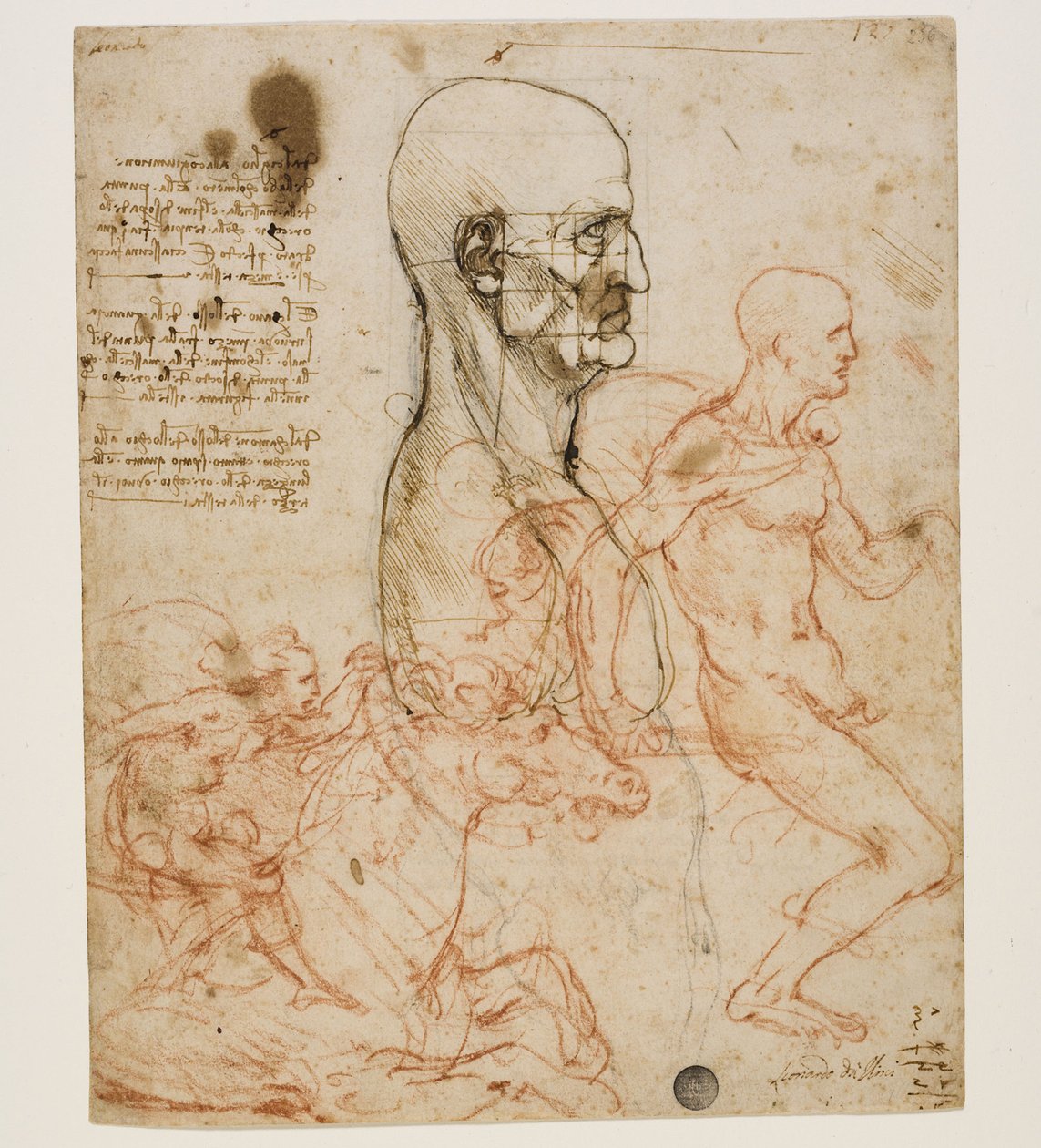 Buste humain de profil avec étude des proportions, vers 1490-1499 - Leonardo da Vinci