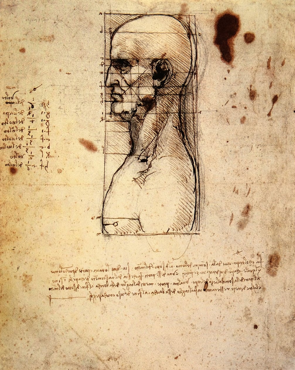 Tête masculine de profil avec proportions - Leonardo da Vinci