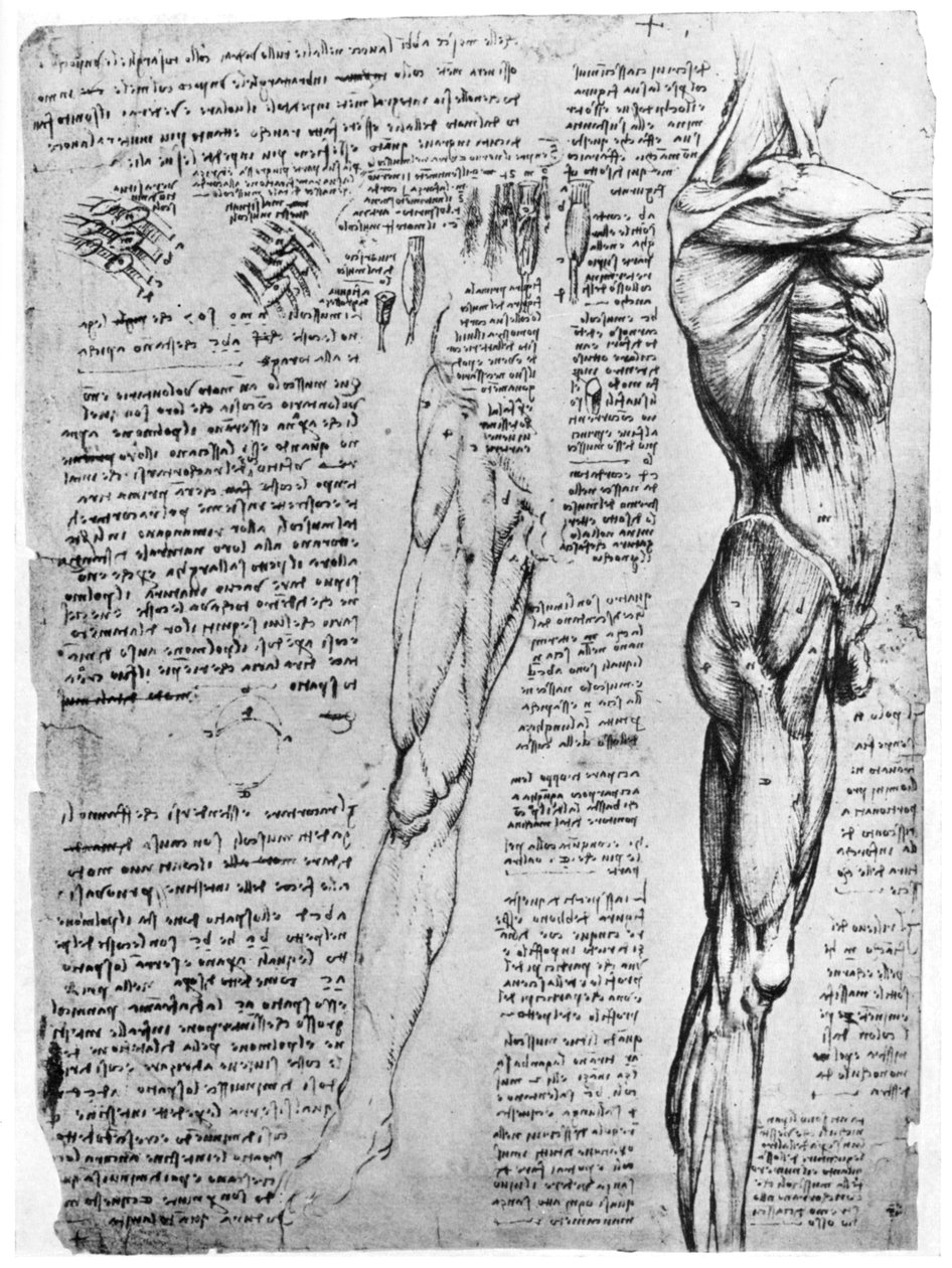 Études de muscles, fin du 15e ou début du 16e siècle - Leonardo da Vinci